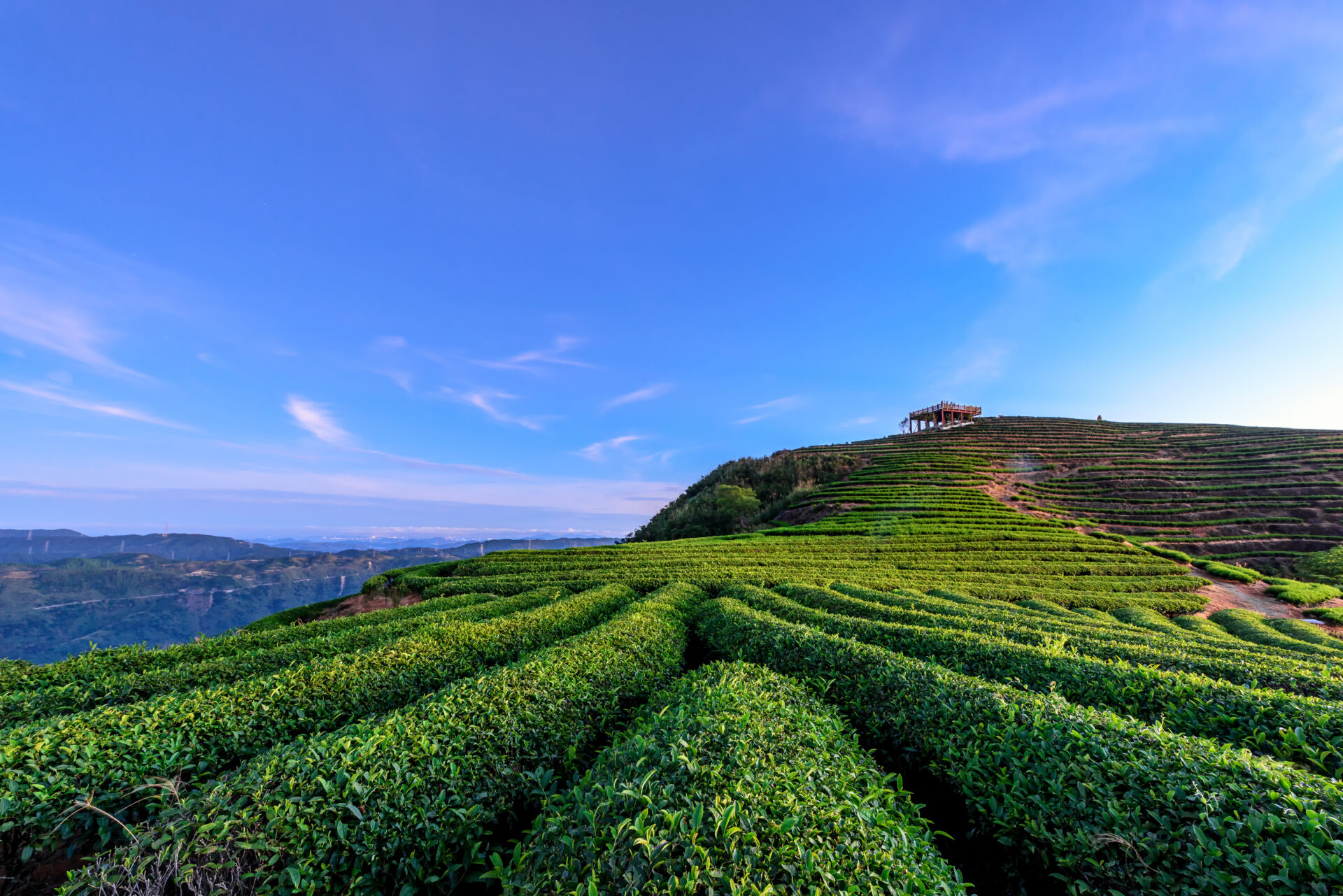 世界の茶園から